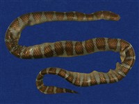 藏品(闊帶青斑海蛇)的圖片